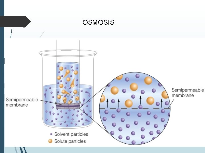 OSMOSIS 