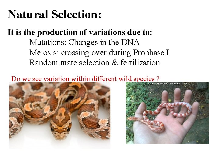 Natural Selection: It is the production of variations due to: Mutations: Changes in the