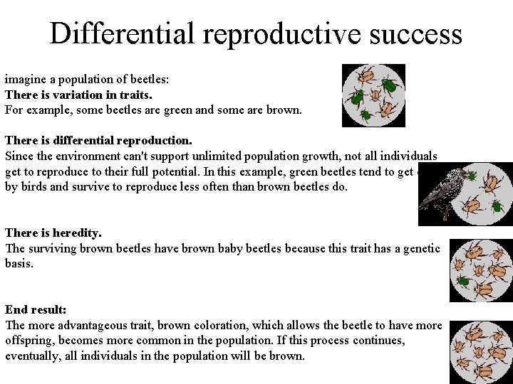 Differential reproductive success imagine a population of beetles: There is variation in traits. For