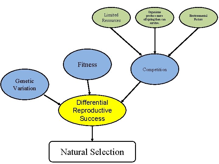 Limited Resources Fitness Genetic Variation Differential Reproductive Success Natural Selection Organisms produce more offspring