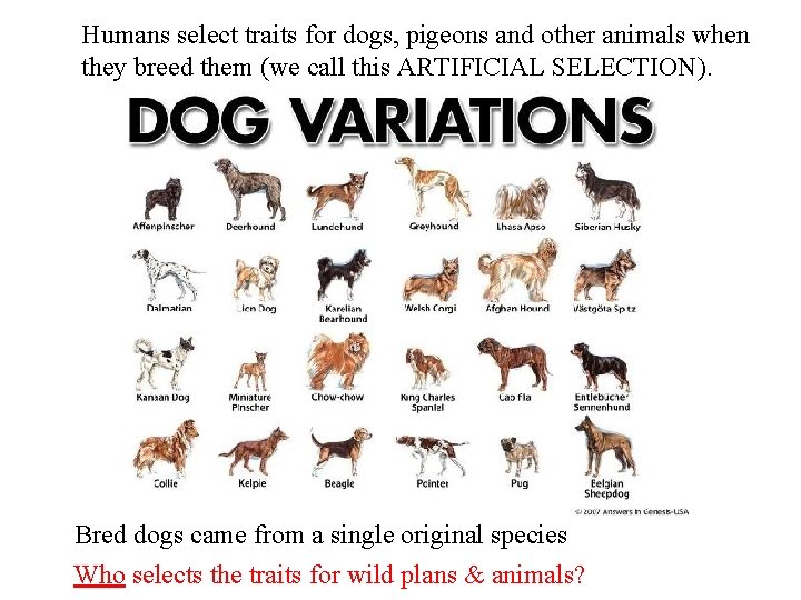 Humans select traits for dogs, pigeons and other animals when they breed them (we