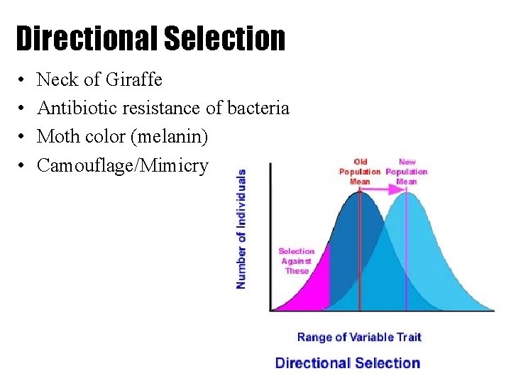 Directional Selection • • Neck of Giraffe Antibiotic resistance of bacteria Moth color (melanin)