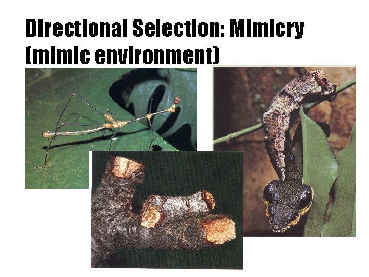 Directional Selection: Mimicry (mimic environment) 