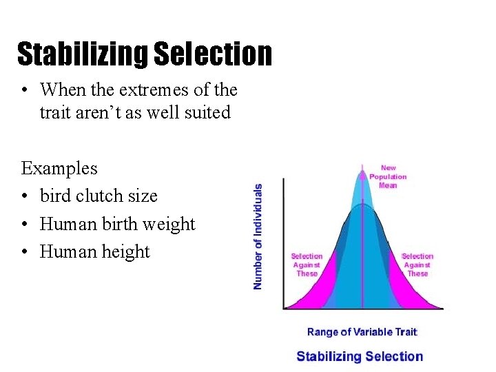 Stabilizing Selection • When the extremes of the trait aren’t as well suited Examples