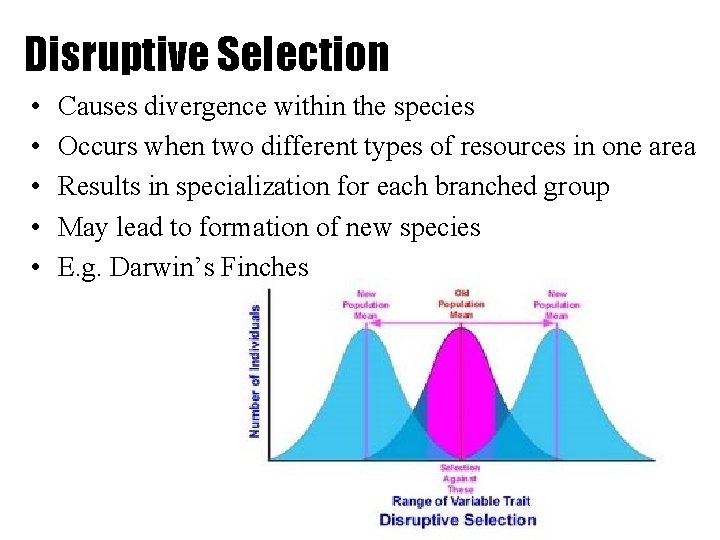 Disruptive Selection • • • Causes divergence within the species Occurs when two different