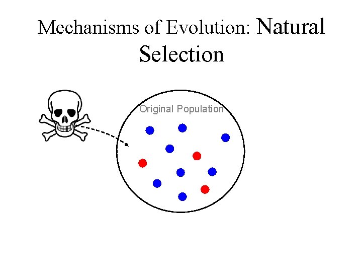 Mechanisms of Evolution: Natural Selection Original Population 