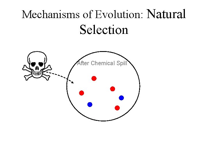 Mechanisms of Evolution: Natural Selection After Chemical Spill 