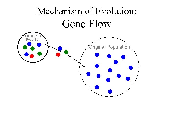 Mechanism of Evolution: Gene Flow Neighboring Population Original Population 