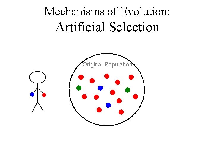 Mechanisms of Evolution: Artificial Selection Original Population 