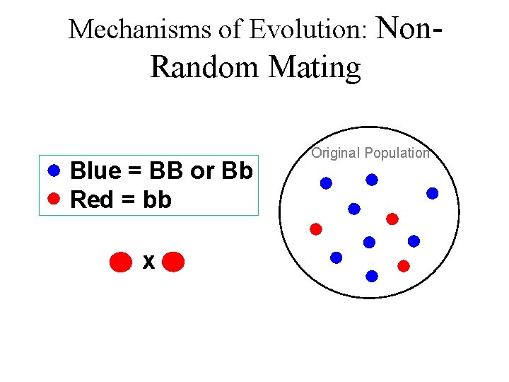 Mechanisms of Evolution: Non- Random Mating Blue = BB or Bb Red = bb