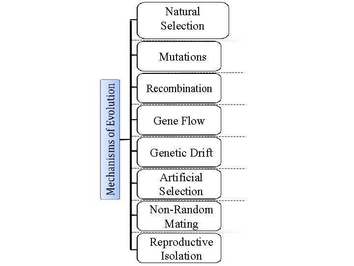 Natural Selection Mutations Recombination Gene Flow Genetic Drift Artificial Selection Non-Random Mating Reproductive Isolation