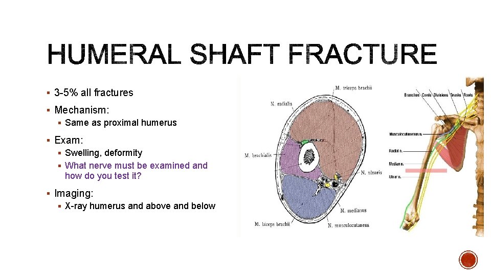 § 3 -5% all fractures § Mechanism: § Same as proximal humerus § Exam: