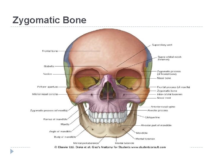 Zygomatic Bone 