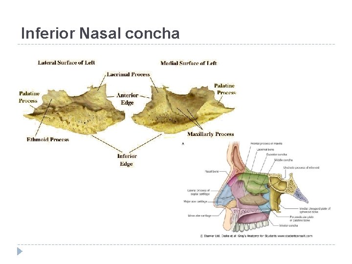 Inferior Nasal concha 