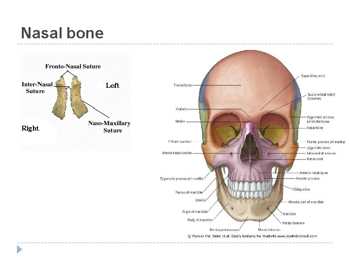 Nasal bone 
