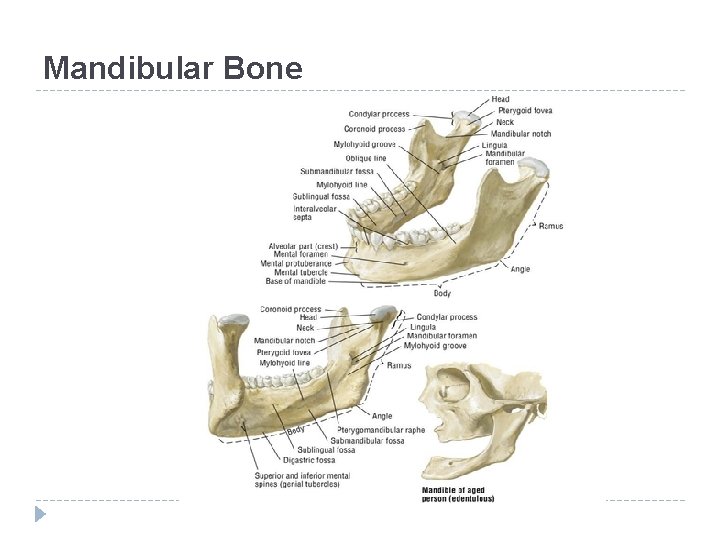 Mandibular Bone 