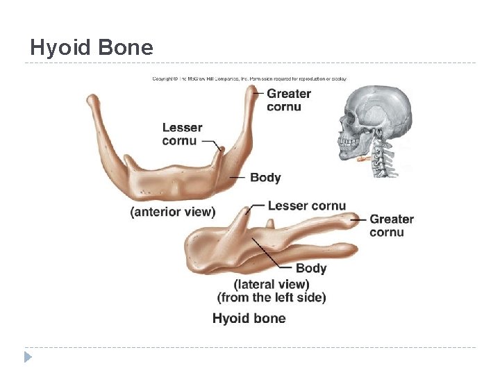 Hyoid Bone 