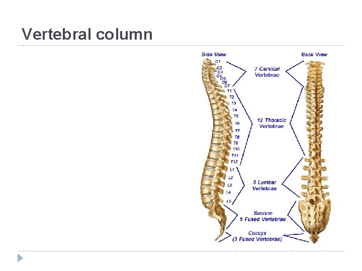 Vertebral column 
