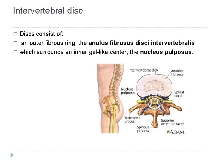 Intervertebral disc Discs consist of: � an outer fibrous ring, the anulus fibrosus disci