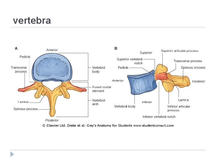 vertebra 