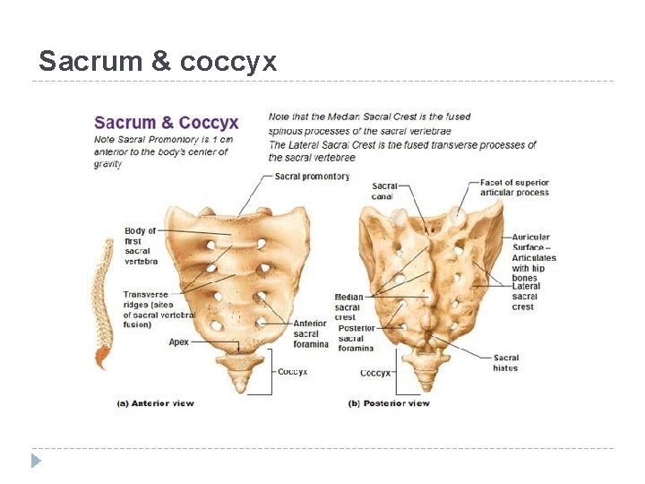 Sacrum & coccyx 