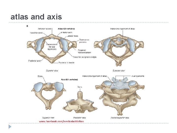 atlas and axis 