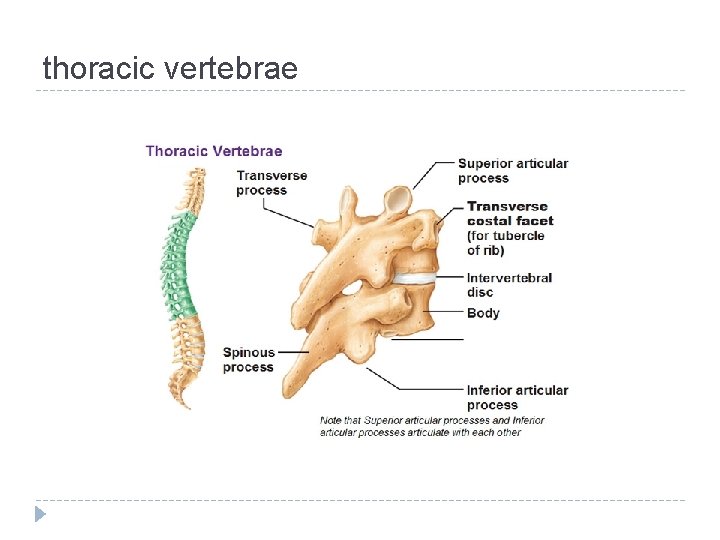 thoracic vertebrae 