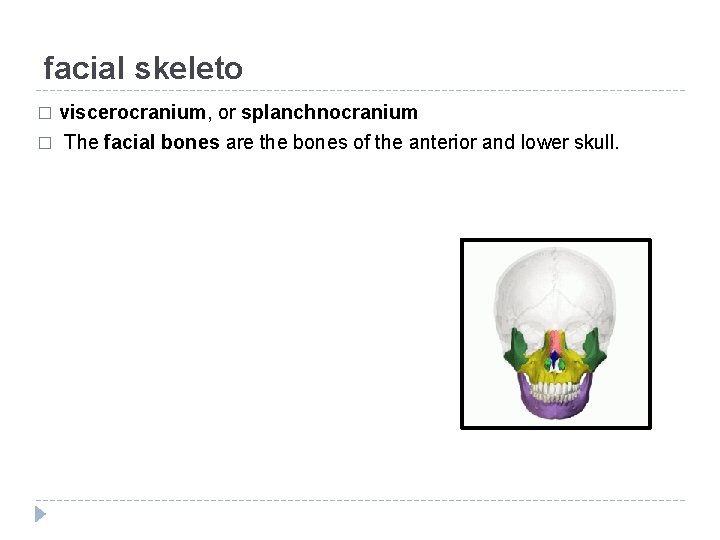 facial skeleto viscerocranium, or splanchnocranium � The facial bones are the bones of the