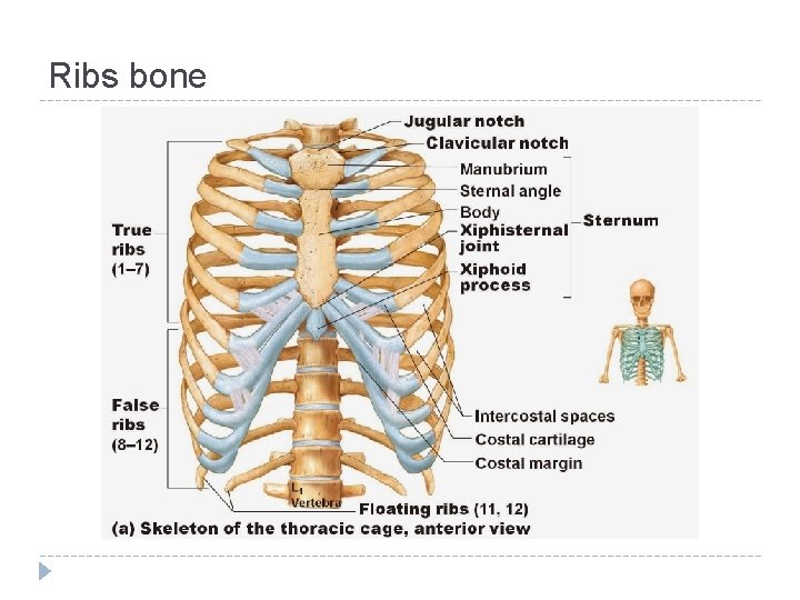Ribs bone 