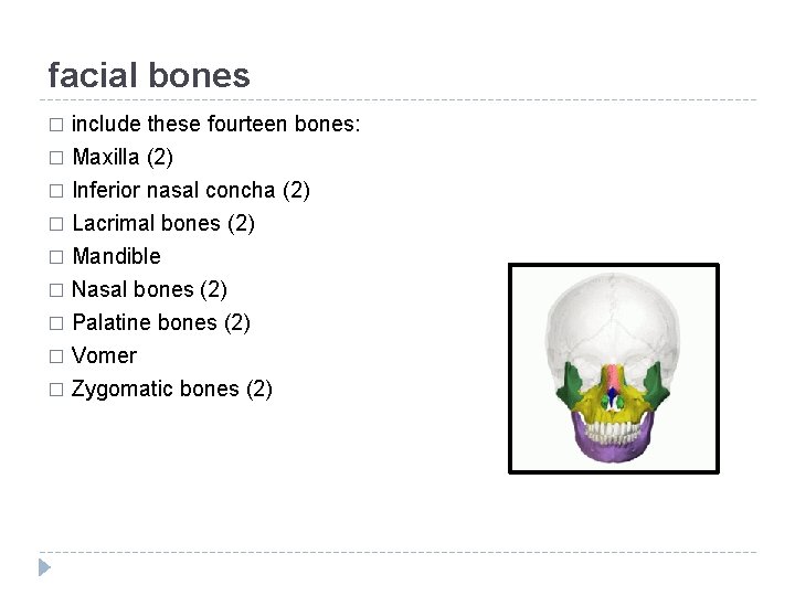 facial bones include these fourteen bones: � Maxilla (2) � Inferior nasal concha (2)