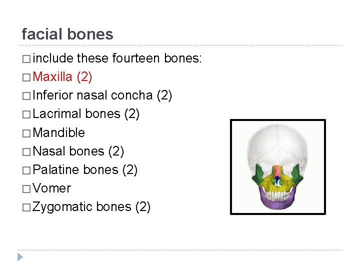 facial bones � include these fourteen bones: � Maxilla (2) � Inferior nasal concha