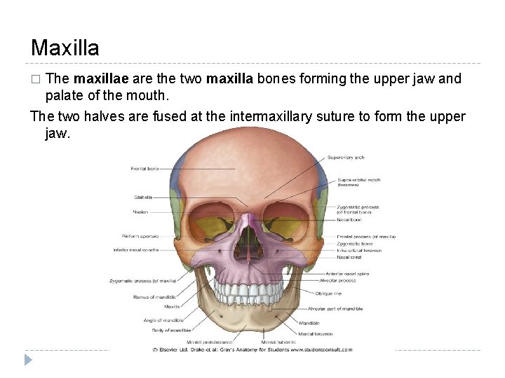 Maxilla � The maxillae are the two maxilla bones forming the upper jaw and