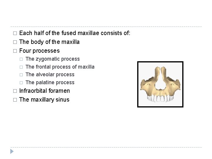 Each half of the fused maxillae consists of: � The body of the maxilla