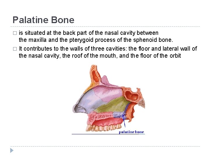 Palatine Bone � is situated at the back part of the nasal cavity between