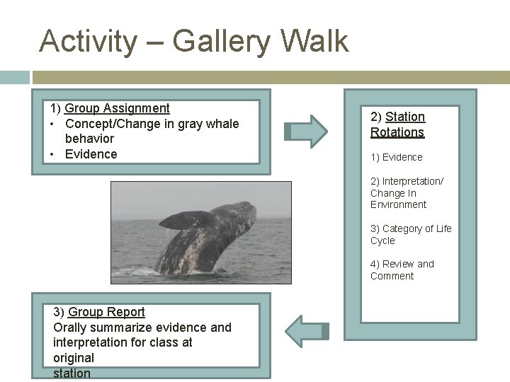 Activity – Gallery Walk 1) Group Assignment • Concept/Change in gray whale behavior •