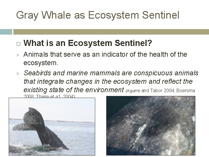 Gray Whale as Ecosystem Sentinel Ø Ø What is an Ecosystem Sentinel? Animals that