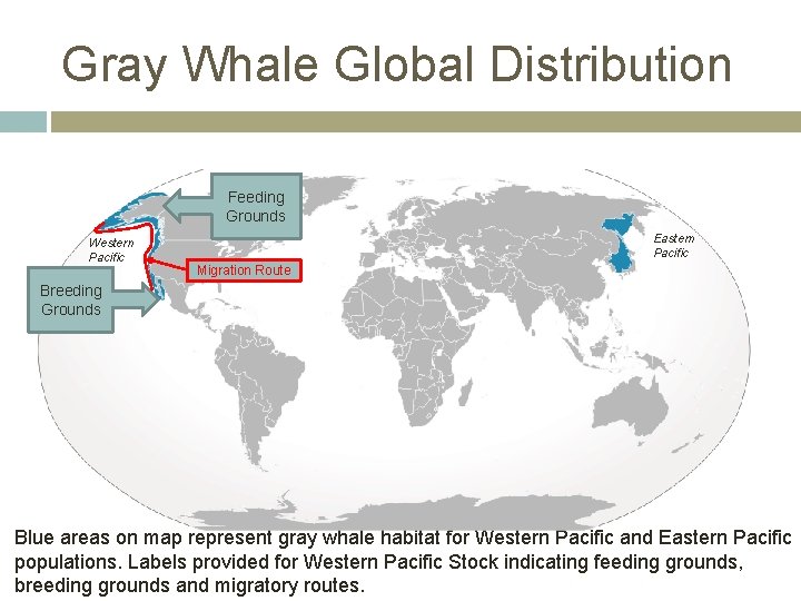Gray Whale Global Distribution Feeding Grounds Western Pacific Eastern Pacific Migration Route Breeding Grounds