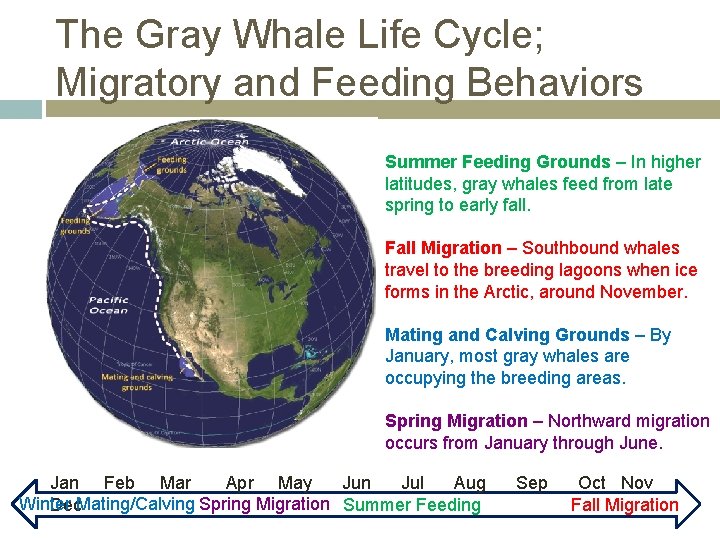 The Gray Whale Life Cycle; Migratory and Feeding Behaviors Summer Feeding Grounds – In