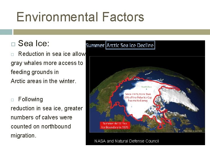 Environmental Factors Sea Ice: Reduction in sea ice allows gray whales more access to