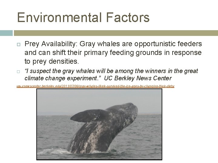 Environmental Factors Prey Availability: Gray whales are opportunistic feeders and can shift their primary