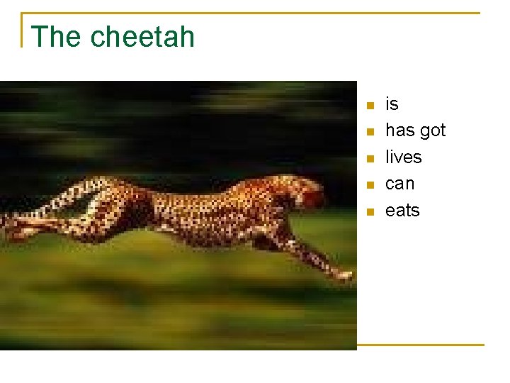 The cheetah n n n is has got lives can eats 