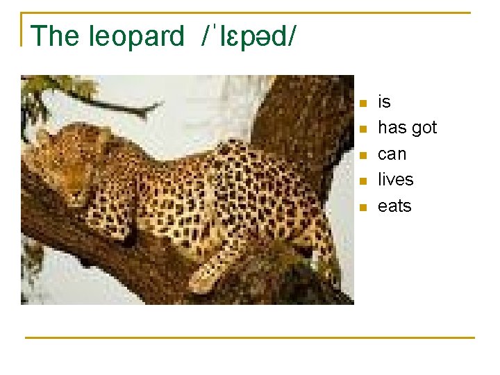 The leopard /ˈlɛpəd/ n n n is has got can lives eats 