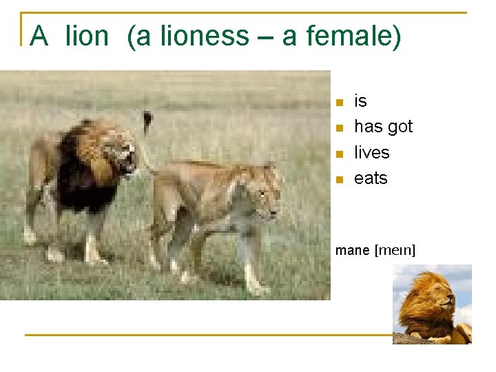 A lion (a lioness – a female) n n is has got lives eats