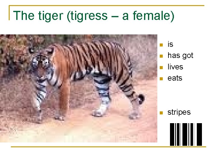 The tiger (tigress – a female) n is has got lives eats n stripes