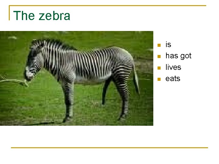 The zebra n n is has got lives eats 
