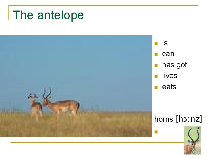 The antelope n n n is can has got lives eats horns [hɔ: nz]