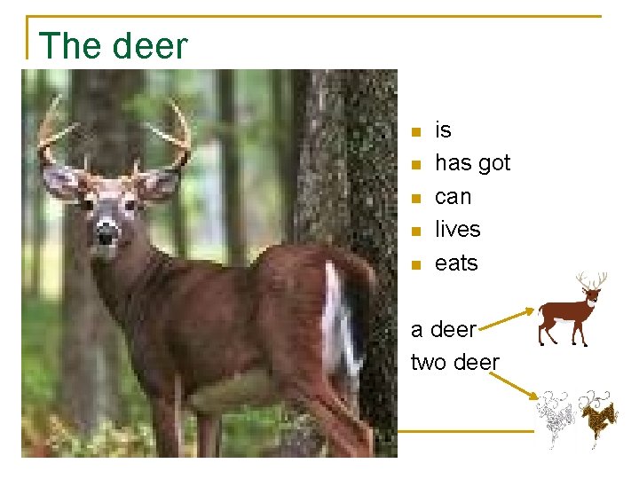 The deer n n n is has got can lives eats a deer two