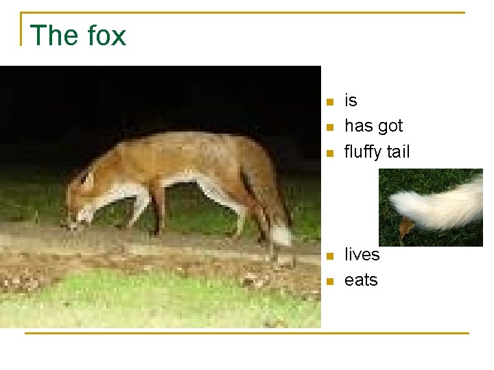 The fox n n n is has got fluffy tail lives eats 