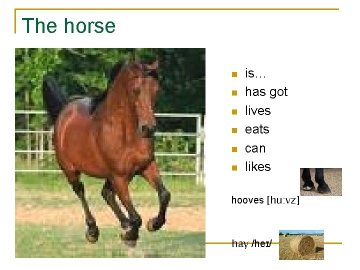 The horse n n n is… has got lives eats can likes hooves [hu: