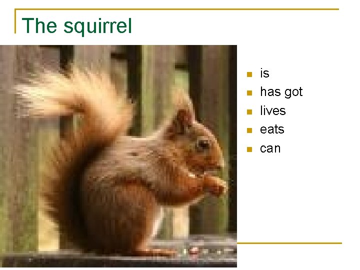 The squirrel n n n is has got lives eats can 